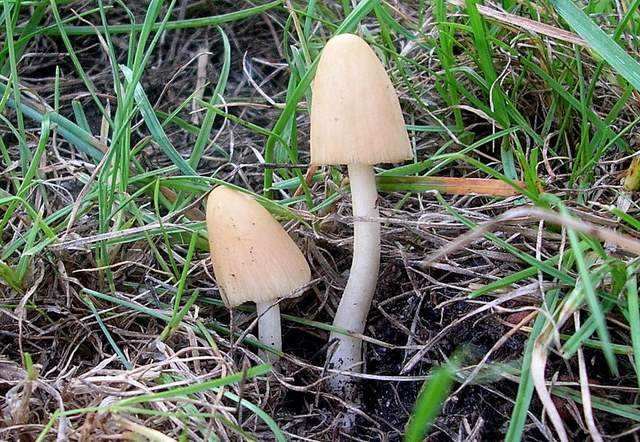 Conocybe hornana     Singer & Hausknecht